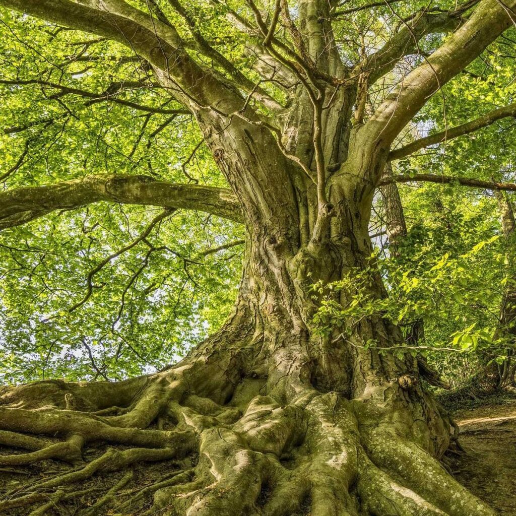 Grow from your Roots: Ressourcenorientierte Biografiearbeit